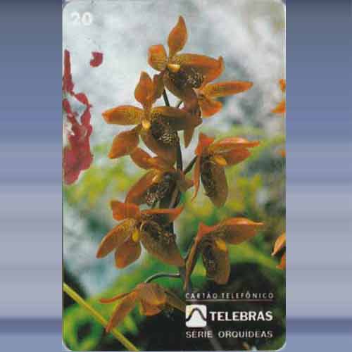 Houletia Juruenensis